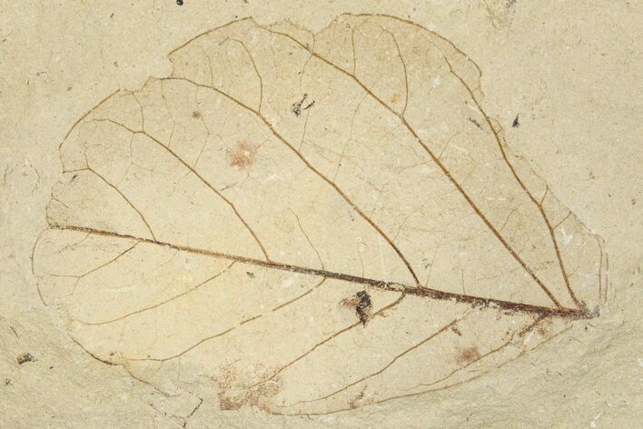 Fossil Leaf - France #254269